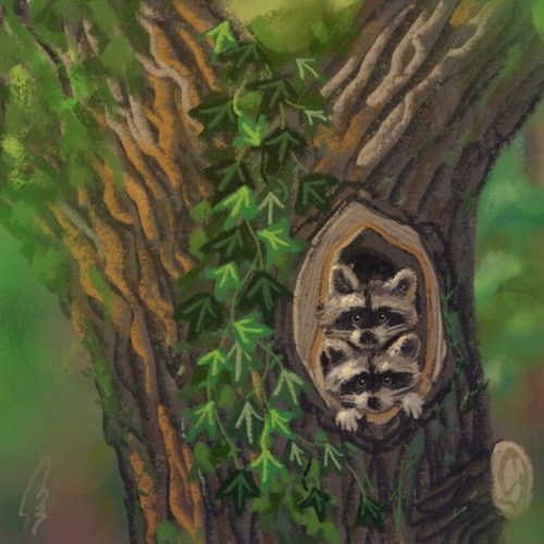 An illustration of two raccoons sitting in the hole of a tree.
