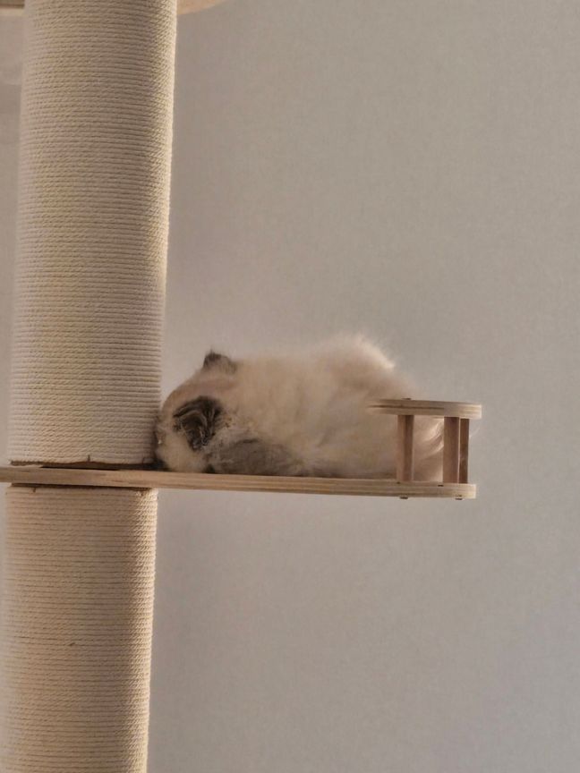 Tiny kitten lying on a cat tree