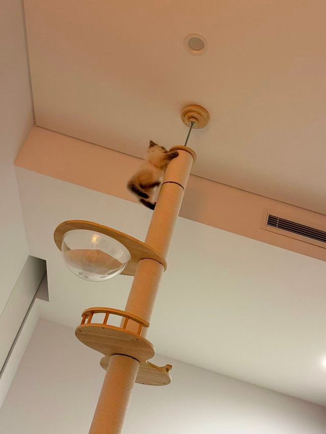 Tiny kitten climbing to the top of a cat tree
