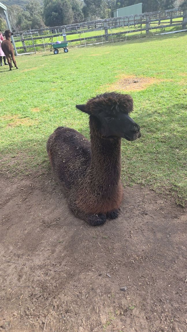 Black alpaca sitting the grass with its legs tucked under its body