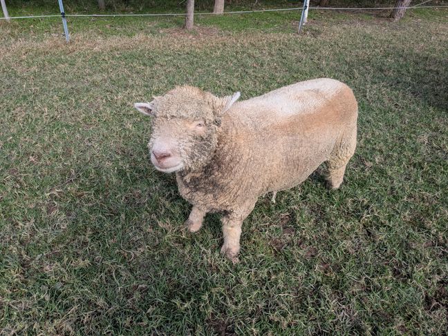 A short stubby Babydoll sheep staring at the camera