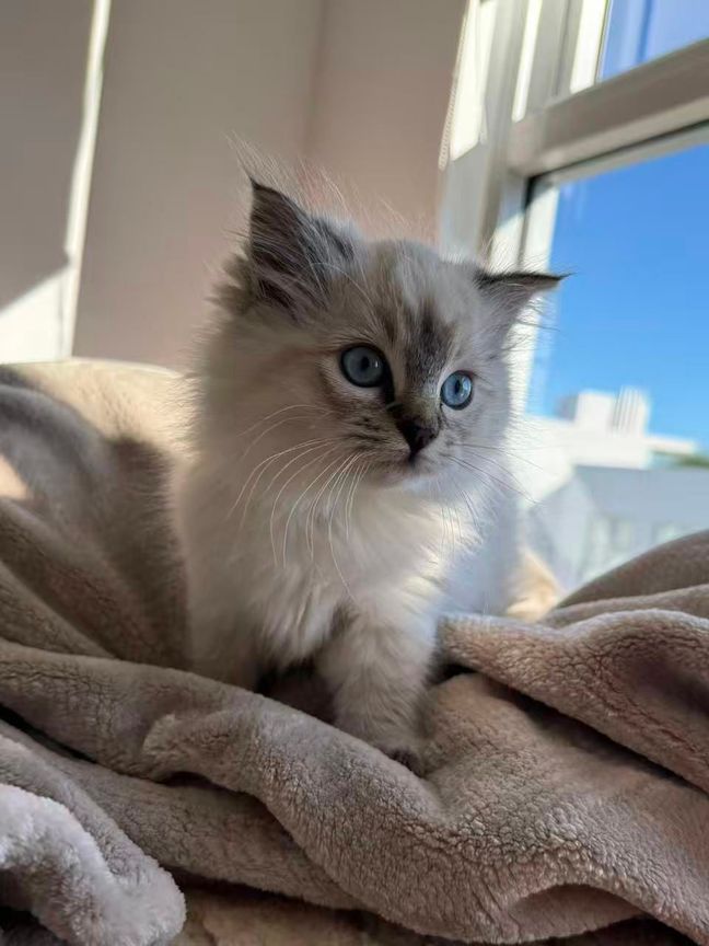 A small Ragdoll kitten sitting on a bed